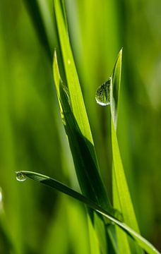 Dew in the morning on the meadow by Michael Hagenunger