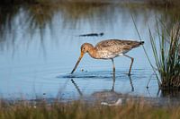 Grutto fouragerend in Spaarndam