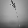 Pluim in de wind van MdeJong Fotografie