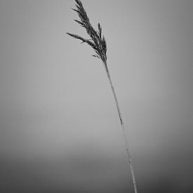 Plume in the wind by MdeJong Fotografie