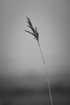 Pluim in de wind