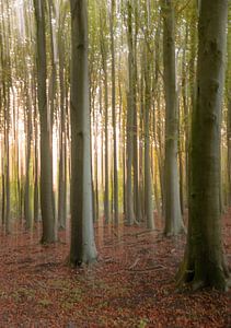 Speulderbos Teil 10