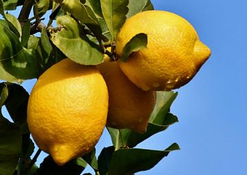 Citroenen aan een citroenboom van Werner Lehmann