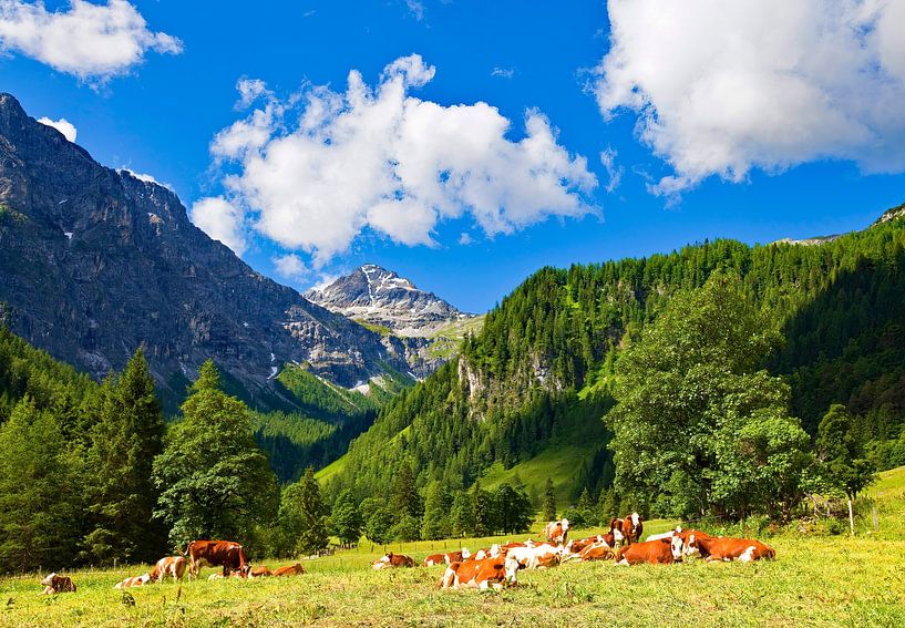 The cows graze on the Marbachalm by Christa Kramer