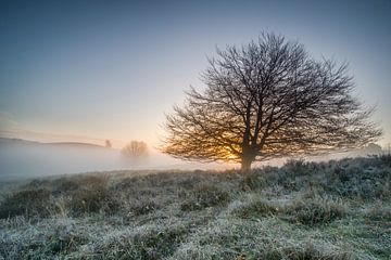 Boom in de mist