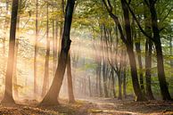 Zonnestralen in het Speulderbos van Jenco van Zalk thumbnail