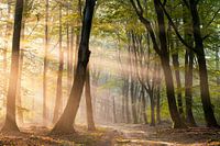 Sunbeams in the Speulder forest