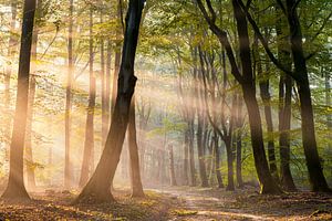 Sonnenstrahlen im Speulder Wald