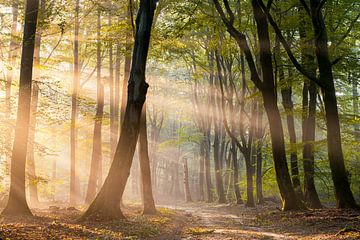 Sonnenstrahlen im Speulder Wald von Jenco van Zalk