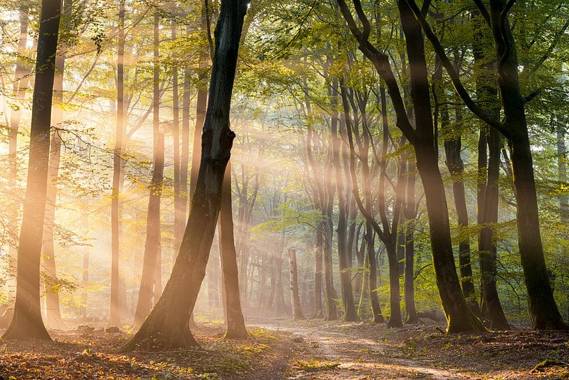 Zonnestralen in het Speulderbos van Jenco van Zalk