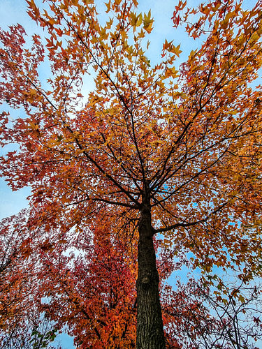 Arbre d'automne aux teintes orange flamboyantes