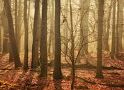 Feenwälder... von LHJB Photography Miniaturansicht