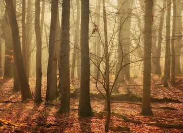 Fairy Woods... van LHJB Photography