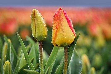 Regentropfen bei Regenwetter und ein Tulpenfeld von eric van der eijk