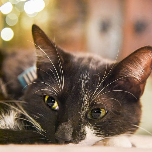 Fairy, dreamy image of a cat.