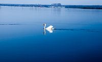 Witte Zwan in het water