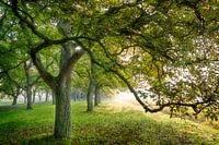 Notenlaan Heerlijkheid Mariënwaerdt