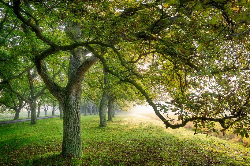 Notenlaan Heerlijkheid Mariënwaerdt par Bram de Jong