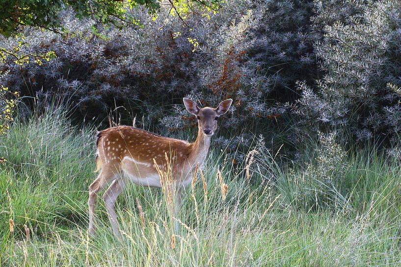 Hert in de Amsterdamse Waterleidingduinen van Ab Donker