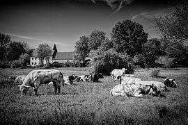 Koeien @ Slenaken van Rob Boon