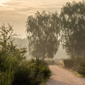 misty morning by Sjon de Mol