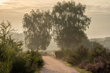misty morning by Sjon de Mol