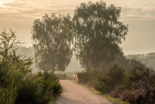 misty morning van Sjon de Mol