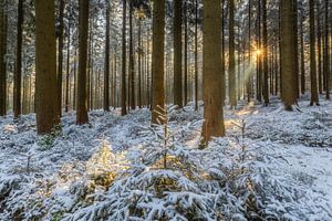 winterlicher Wald im Erzgebirge