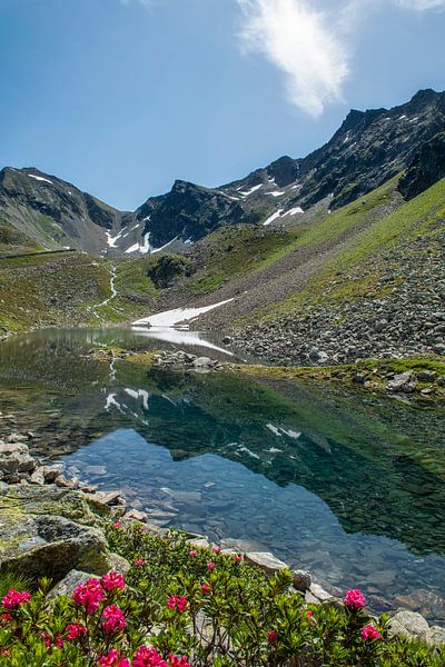 Alpenrosen am See in Küthai von Ruud Engels