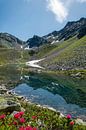 Alpenrosen am See in Küthai von Ruud Engels Miniaturansicht