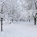 Obstgarten
