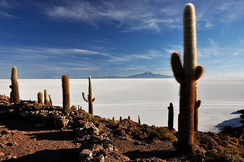 Hundred-year-old cacti dominating the Salar d'Uyuni