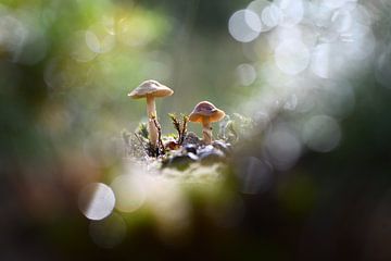 Bokeh and Mushroom by A. Bles