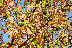 Sweet gum and blue sky