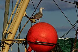 Cutter crew by Norbert Sülzner