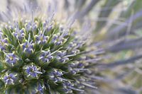 Ein kleines Stück Distel: Weich, aber reizbar