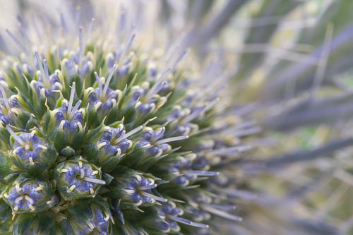 Ein kleines Stück Distel: Weich, aber reizbar von Marjolijn van den Berg