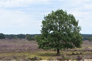 Ein Baum auf der Heide