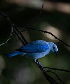 Blaugraue Tangare - Ein Hauch von tropischem Blau in Costa Rica