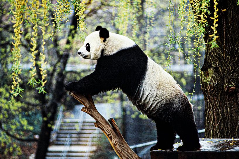 Panda von Walljar