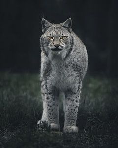 Curious lynx by Glenn Slabbinck