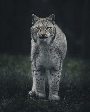 Lynx curieux sur Glenn Slabbinck