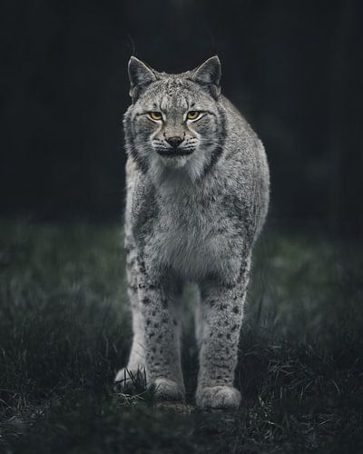 Curious lynx