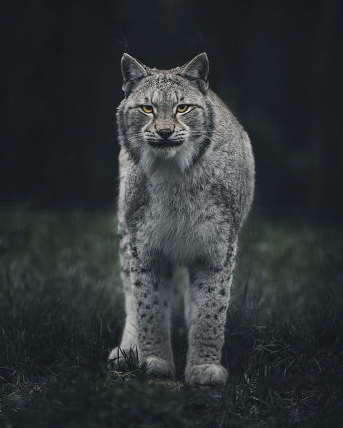 Nieuwsgierige lynx van Glenn Slabbinck