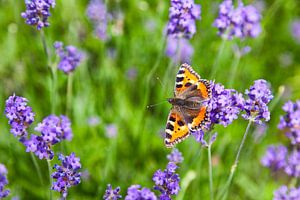 Butterfly "little fox" in a lavender field by Evert Jan Luchies