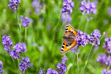 Butterfly "kleinen Fuchs" in einem Lavendelfeld von Evert Jan Luchies