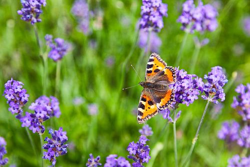 Butterfly "little fox" in a lavender field