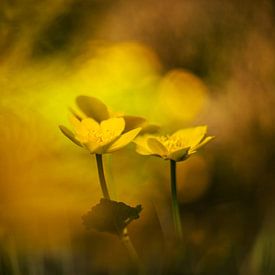 Dotterbloem sur Janka Kucerova