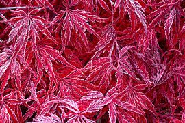 Rauhreif auf rotem Ahornlaub von Thomas Herzog