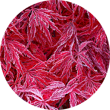 Dooi op rode esdoornbladeren van Thomas Herzog